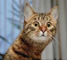 А котики?