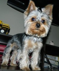 Моя жена жутко хотела Йорка. Уламывала она меня офигенно долго. В итоге, я согласился с условием, что кличка у него будет Дюк(сами догадайтесь какое полное имя) и все проблемы с ним меня не колышат. И вот результат - этот гадёныш спит постоянно у меня под боком, всегда ездит со мной в машине, тащит меня гулять и играть, и просто сходит с ума когда я прихожу с работы.