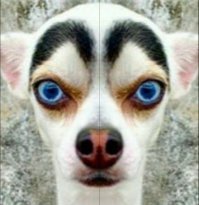 Собака - бровяка! ~ ~