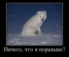 Скоро основной пушистик нагрянет