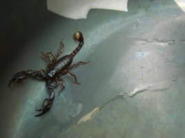 Что ещё там есть, ну во первых скорпионы, мы с двумя скорпионами жили в палатки дня три, потом из выпустили. Во вторых дельфины, (нет фотографий) в третьи пляжи. Пляжей много они пустынны.