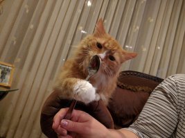 А вот и мой охотник на сгущенку.;)