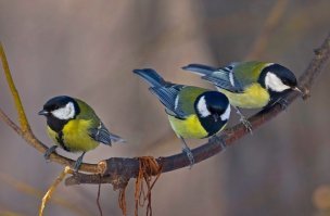 У синичек обнаружена скрытая линия поведения. По сути они являются самыми жестокими хищниками на планете, но удачно маскируются. Маленькая стайка из 10-15 синичек способна убить и сожрать белого медведя.