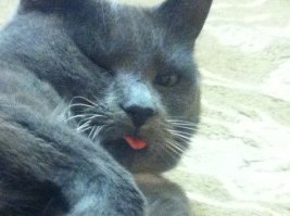 привет от Царя Зверей- русская голубая кошка -Симба.