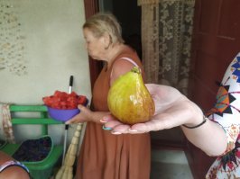 Я в этом году в Крыму был, там инжир уродился на славу, с кулак размером, объедался))