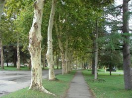 Это - не эвкалиптовая аллея. Дерево называет платан, в Средней Азии - чинара (чинар), в народе - бесстыдница (дерево словно раздевается).