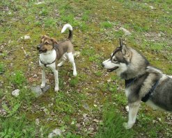 Ну если бы мне кто-то сказал три года назад, что у нас будет ДВЕ собаки, одна из которых хаски! Я бы сказал, что он "с дуба рухнул"