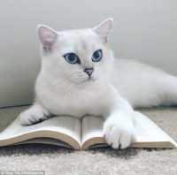 Вот - ИМХО - самый красивый котик с просторов инета (coby cat)