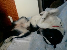 перед тем, как я лег спать в гостях, эти двое пытались меня наперегонки убить.