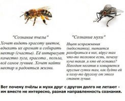 Д’Артаньян. Осел из Гасконии