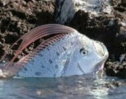 Твоё лицо, когда вместо Японии приплыл к берегам России