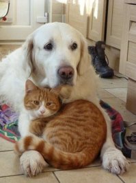 Натуральные кошки и собаки:
