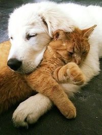 Натуральные кошки и собаки: