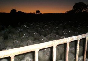 АО "МММ", в этот день родился основатель Сергей Мавроди