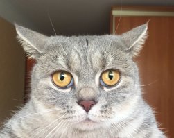 Без кота жизнь не та