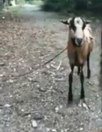 Автор, на видео не коза! 

Это овца породы Барбадосская.