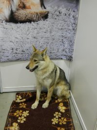 Чешская волчья собака
Пермь выставка собак .