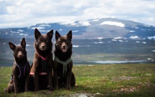 И собакены прекрасные и семья хорошая - они очень их любят и занимаются ими.