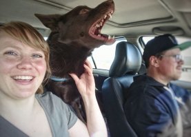 И собакены прекрасные и семья хорошая - они очень их любят и занимаются ими.