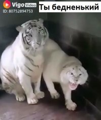 Когда друзья зовут в пятницу в бар, а жена против 