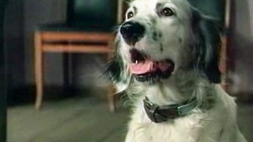 Автор, а где?
Что это за собаки? На втором фото подсказка...