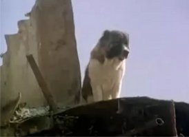 Ну, автор наверное из "миллениалов", для которого кинематографа СССР не существует...
А вот ещё две собаки... На втором фото опять подсказка (актёр). Обе собаки из одного фильма...