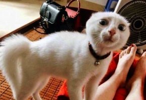 Парень из Гонконга создал девайс для идеального селфи с котом