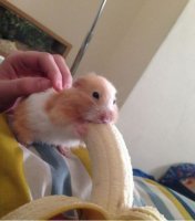 А что, хомяка уже все забыли?