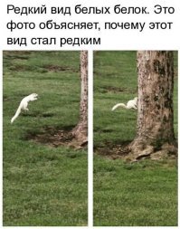 Так то это ласка...
