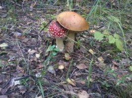 Почему собаки склеиваются?