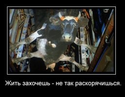 Крыса решила составить компанию спасающейся от наводнения девушке и забралась на ножку стола 