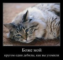 Кошачьи демотиваторы
