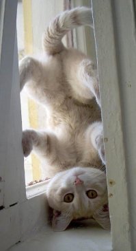 Кошачьи демотиваторы