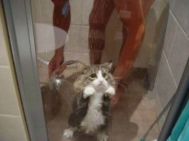 Почему кошки боятся воды?