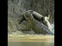 Ох, как кошки воду не любят и боятся хищников в воде :)
