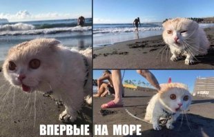 Почему кошки боятся воды?