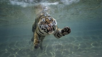 Кошки боятся воды, говорили они. Поэтому, если на вас напал тигр, можно спрятаться от него в воде, говорили они.