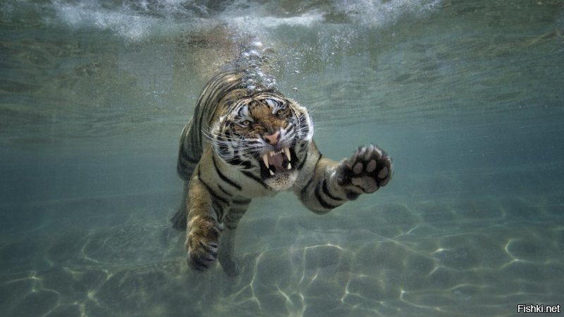 Кошки боятся воды, говорили они. Поэтому, если на вас напал тигр, можно спрятаться от него в воде, говорили они.