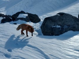 Полярная лиса на кукисвумчоре, прикормленная людьми, подходит не задумываясь)
