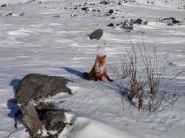 Полярная лиса на кукисвумчоре, прикормленная людьми, подходит не задумываясь)