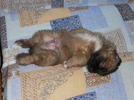 Мой, еще маленький.