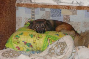 Что нужно твоей собаке