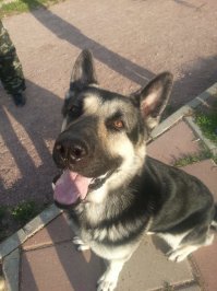 Что нужно твоей собаке