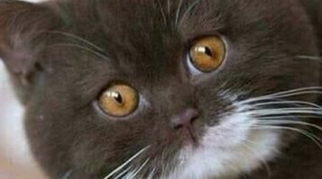 Мой кот прочитал заголовок.