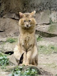 Камышовый кот, или хаус, или камышовая кошка, или болотная рысь   хищное млекопитающее из семейства кошачьих. Камышовый кот крупнее любого из представителей рода Кошки: в длину достигает 60 90 см, масса от 8 до 12 кг