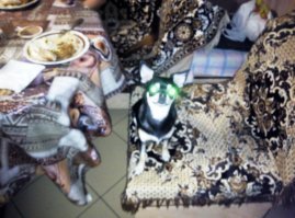 Вот сука самое агрессивное чудовище! Тут лезет ластится, тут уже за руку может цапнуть, а пасть вообще не закрывается. Такое было жуткое желание сделать из него лётчика, но хозяева всегда рядом.