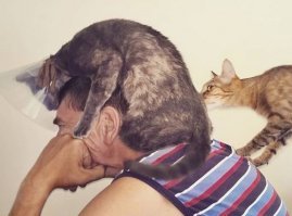 Мне чихать на все стереотипы - 40 ещё нет, не считаю себя сильной и независимой, но  хвостов в доме много. Но всех их блохастых и больных подбирали с мужем вместе - лечили и выкармливали, двух стареньких уже схоронили. Поэтому наши хвосты любят и меня и мужа одинаково.