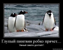 Новозеландский океанариум показал "доску позора" своих пингвинов