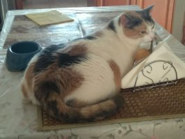 У меня есть такая же кошка.