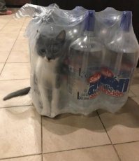 Ну разве что, если в нагрузку дают...

.